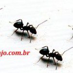 Receitas caseiras para exterminar formigas