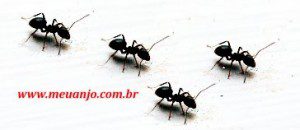 Receitas caseiras para exterminar formigas