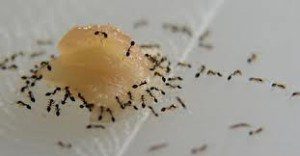 Como exterminar as formigas caseiras com remédios caseiros