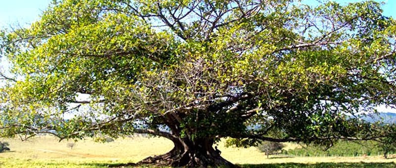 A árvore Macumba