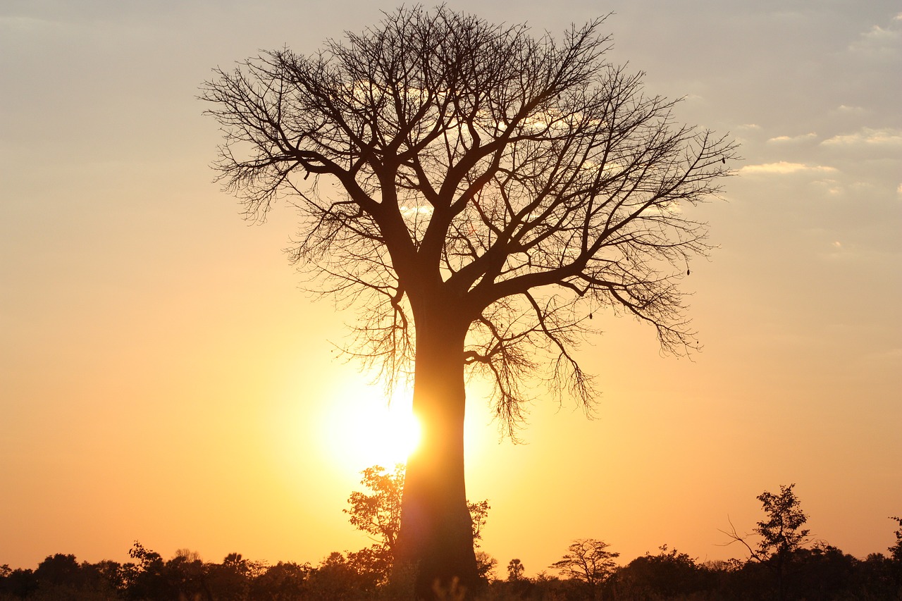 Mensagem do Dia, O Baobá e o tempo generoso de Deus