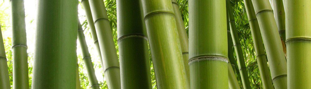 A Simpatia Poderosa do Bambu